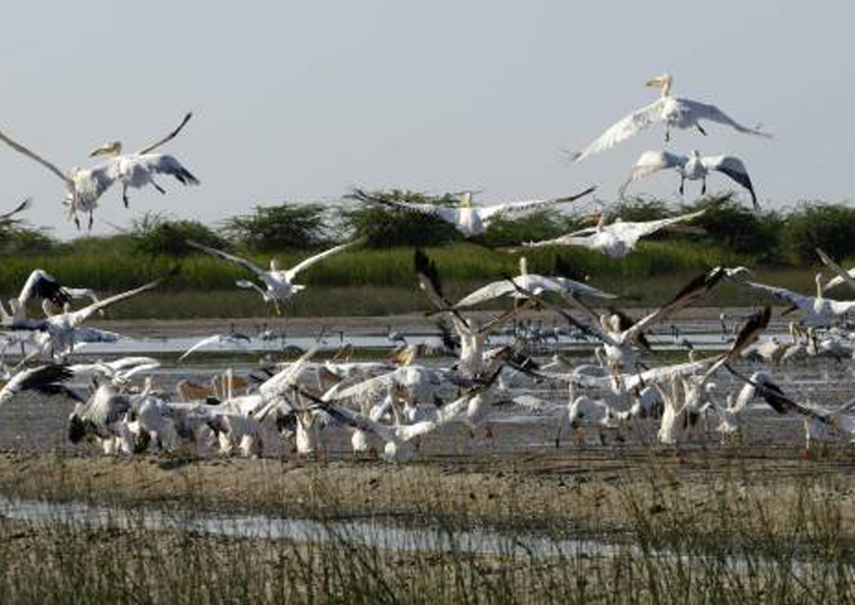 The Nalsarovar Bird Sanctuary